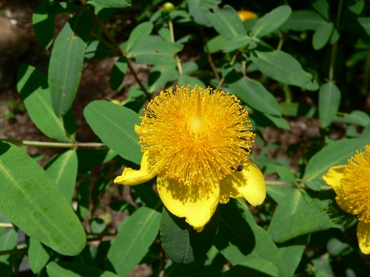 {Hypericum frondosum}